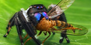 Mythe ou réalité : les araignées aident-elles à contrôler la population des insectes nuisibles ?