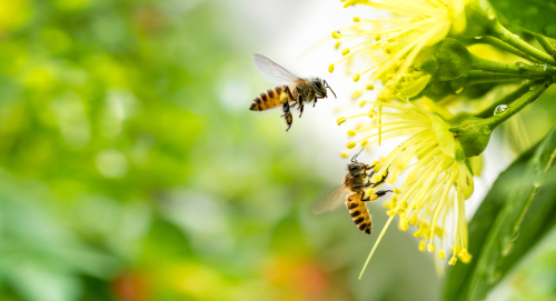Pesticides et abeilles : comment les fongicides s’attaquent à la reine