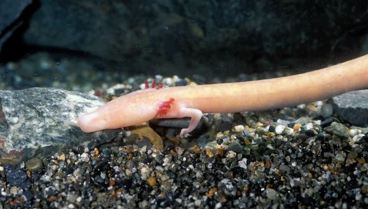 Le protée : cet amphibien peut vivre plus de 100 ans grâce à son ADN