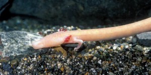 Le protée : cet amphibien peut vivre plus de 100 ans grâce à son ADN