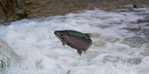 Réchauffement climatique : la fin du saumon est-elle proche ?