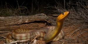 Les serpents peuvent entendre nos cris, selon une nouvelle étude