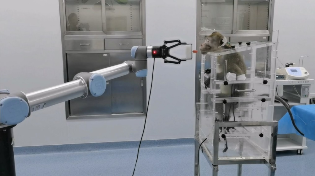 Un singe réussit à contrôler un bras robotique par la pensée en Chine