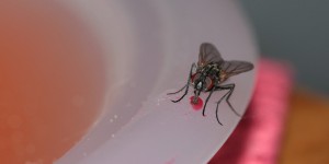 VIDEO : Que se passe-t-il lorsqu’une mouche se pose sur votre nourriture ?