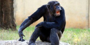 ADN : que change une différence de 1 ou 2 % d’avec les grands singes ?