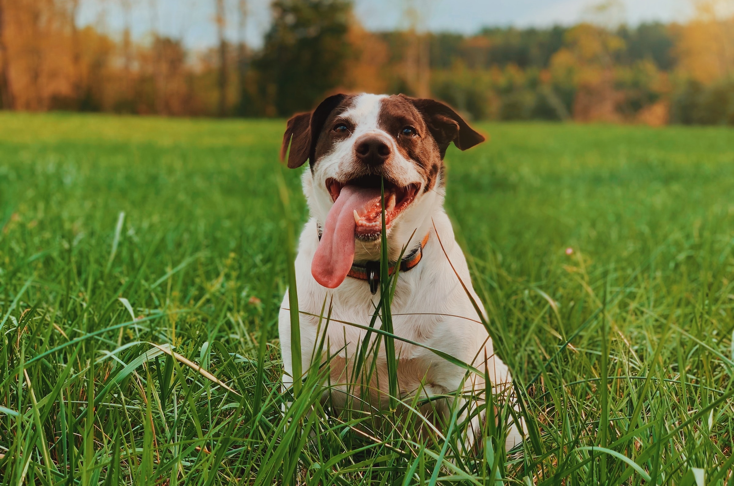 Pourquoi les chiens mangent-ils de l’herbe ? Voici les véritables raisons