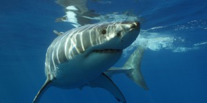 Un grand requin blanc dévoré par un mystérieux prédateur à 600 m de profondeur, mais ce n’est pas une orque