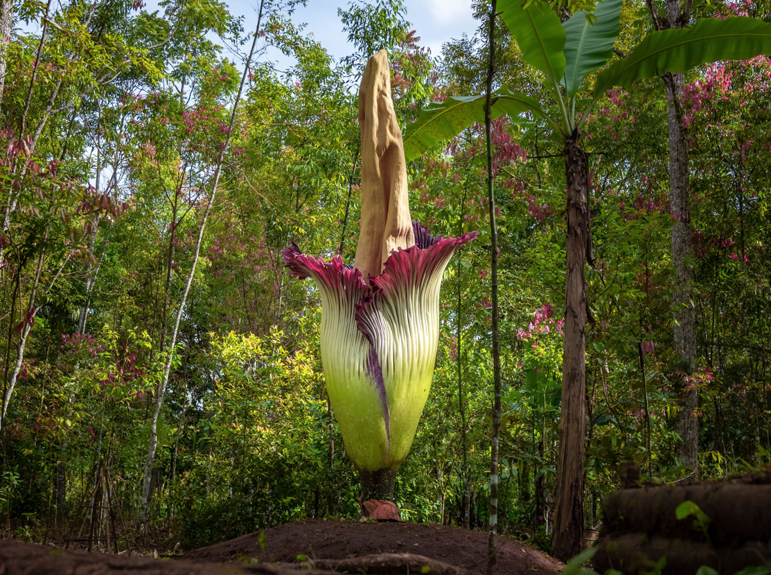 « Phallus de titan » : l’éclosion rarissime de l’une des plus grandes fleurs du monde aura bientôt lieu en France