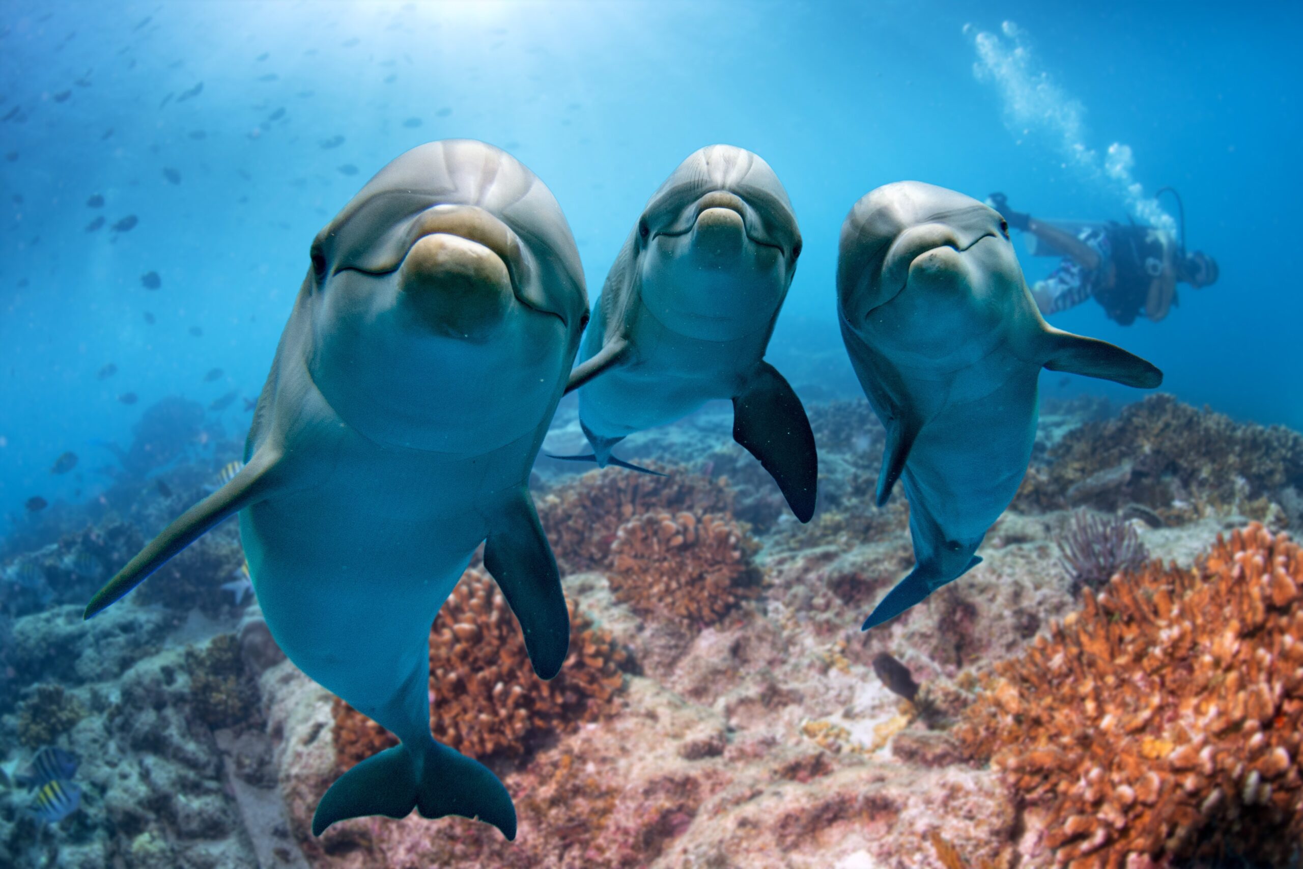 Les dauphins se reconnaissent grâce à leur urine !