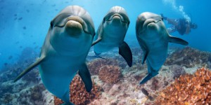 Les dauphins se reconnaissent grâce à leur urine !