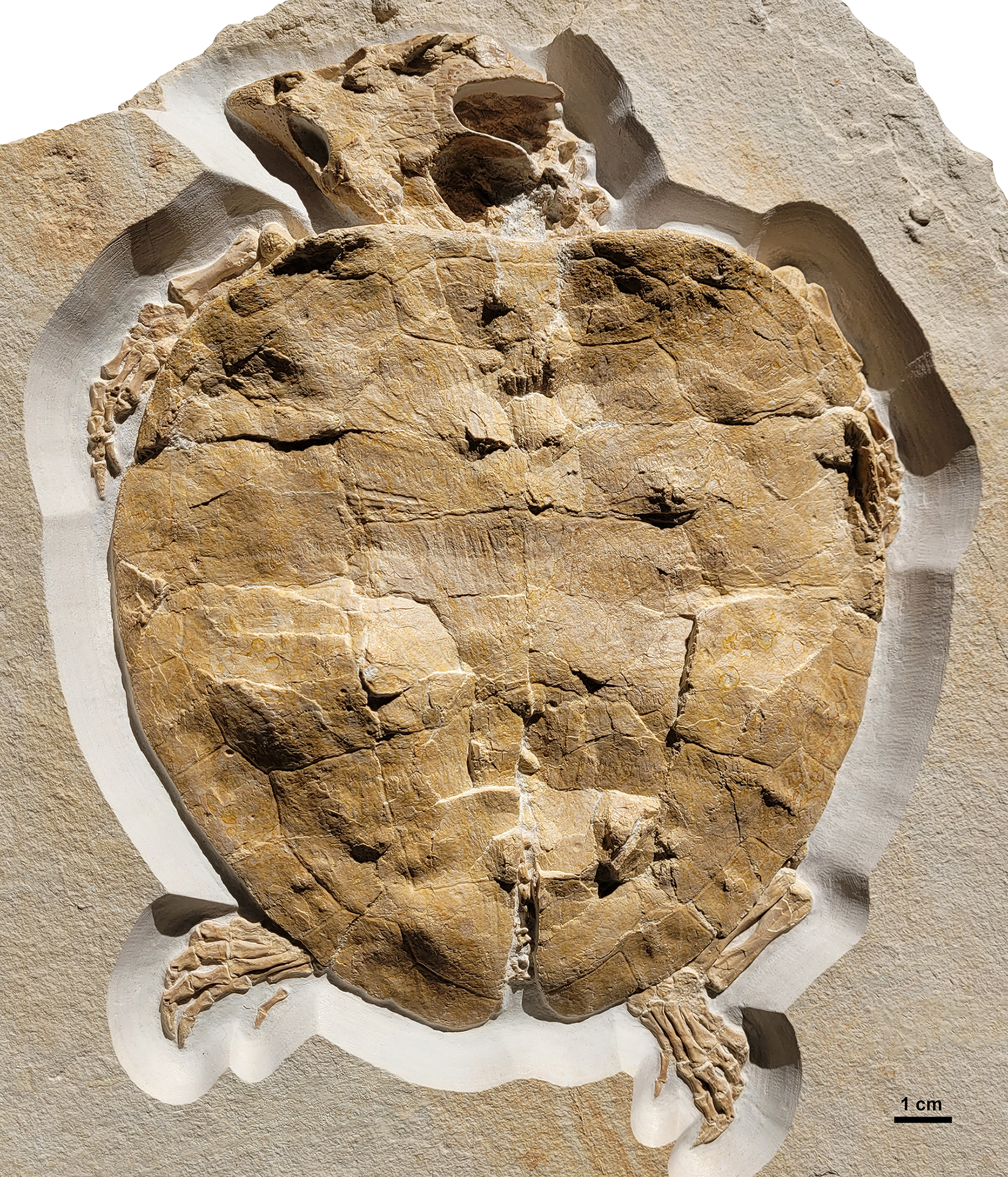 Découverte : cette tortue marine dotée de « doigts » évoluait le long des côtes, il y a 150 millions d’années