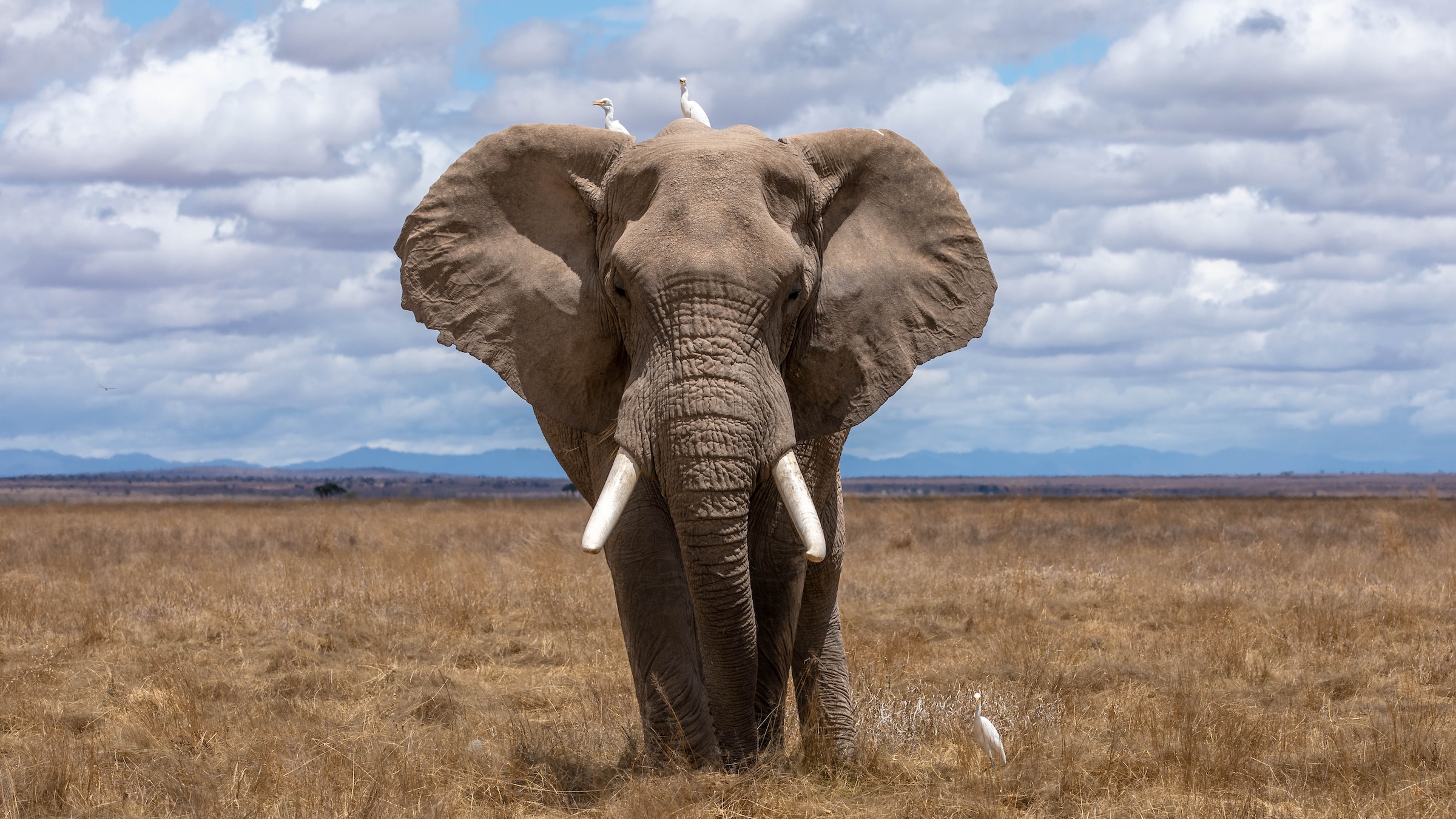 Les éléphants seraient protégés du cancer grâce à leurs énormes testicules