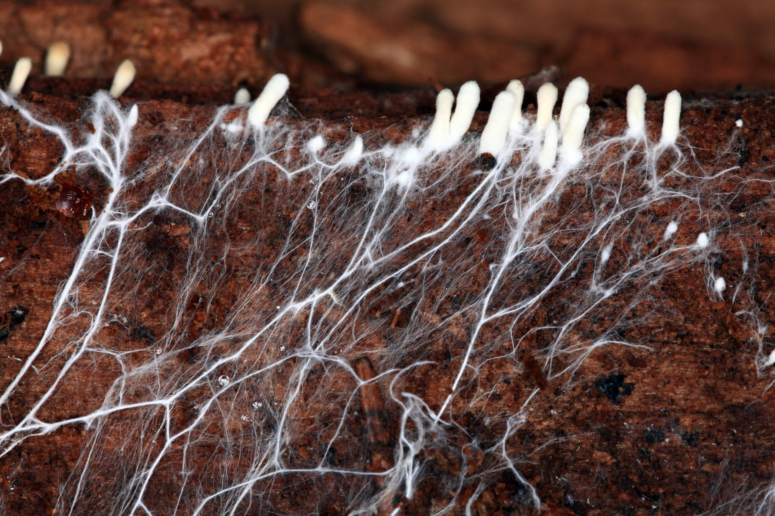 Une équipe de recherche découvre comment les champignons ont mis au point un ingénieux système qui leur permet de vivre des centaines d’années sans développer le moindre cancer