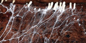 Une équipe de recherche découvre comment les champignons ont mis au point un ingénieux système qui leur permet de vivre des centaines d’années sans développer le moindre cancer