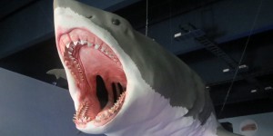 Mégalodon : le plus grand requin ayant jamais existé était un tueur à sang chaud