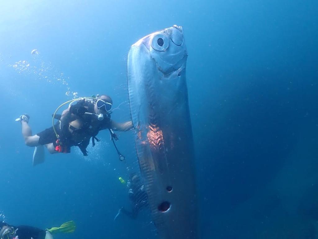 Voici la vidéo d’un poisson gigantesque percé des trous et à la réputation sinistre, trouvé par des plongeurs