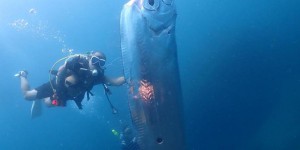 Voici la vidéo d’un poisson gigantesque percé des trous et à la réputation sinistre, trouvé par des plongeurs