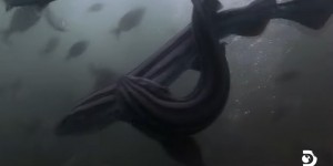 Vidéo : voici les images extrêmement rares de l’accouplement de ces deux requins pyjamas, qui émerveillent les spécialistes