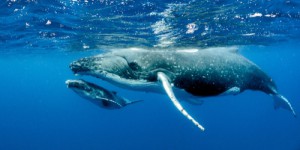 VIDEO : Voici les images rarissimes d’une baleine en train d’allaiter sous l’océan