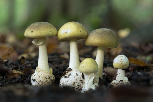 Amanite phalloïde : enfin un antidote contre le champignon le plus mortel de tous !