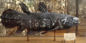 Le cœlacanthe est une espèce de poisson à la longévité exceptionnelle et qui détient aussi le record de gestation