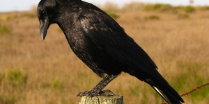 Les corbeaux sont-ils si intelligents que ça ?