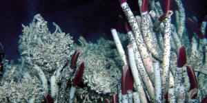 Découverte d’espèces marines surprenantes venues du dessous des fonds océaniques