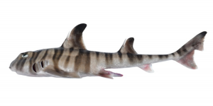 Découverte d’une nouvelle espèce de requin qui mâche ses proies avec des dents « humaines »