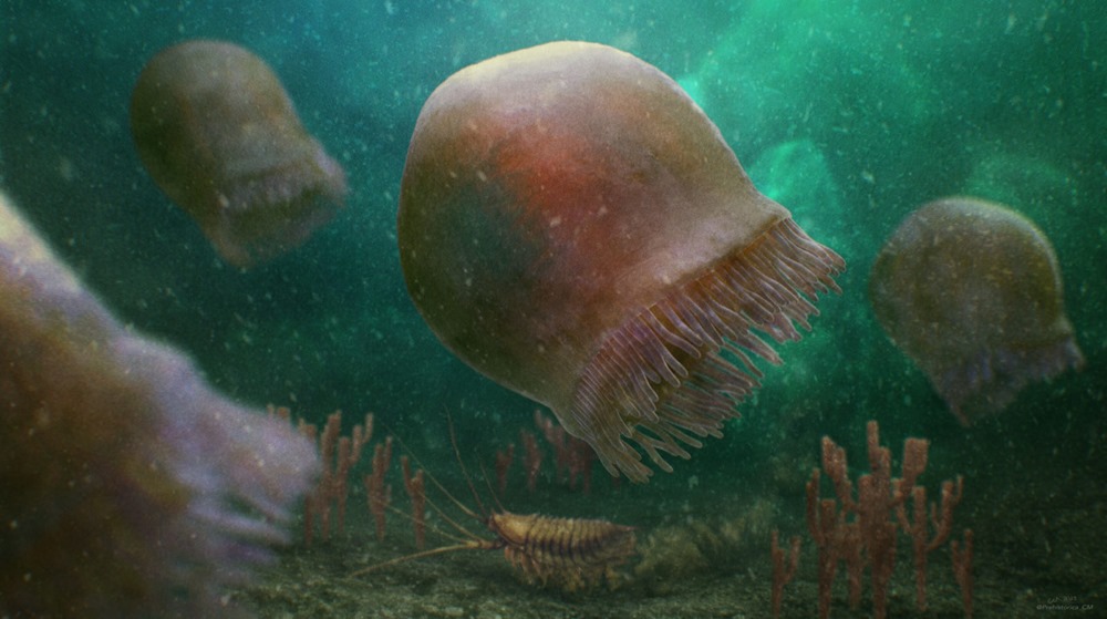 Ce fossile de méduse en forme de Pac-Man serait l’espèce la plus ancienne jamais connue