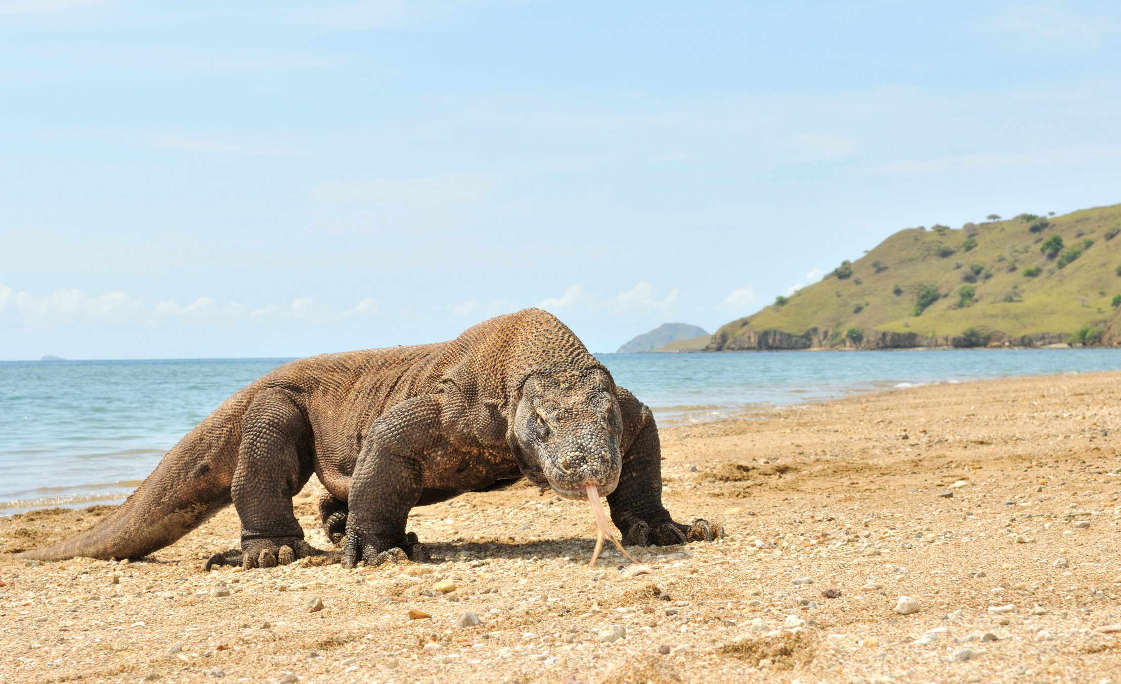 Nains ou géants, pourquoi les animaux des îles ont-ils une taille hors du commun ?