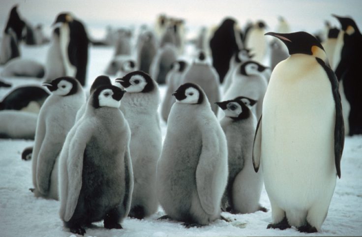 Nouveau record en Antarctique : les Manchots empereurs menacés par la fonte de la glace