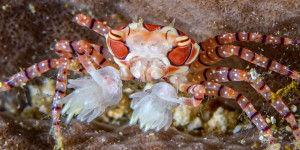 Le pom-pom crabe, ce boxeur des fonds marins qui se bat avec des anémones
