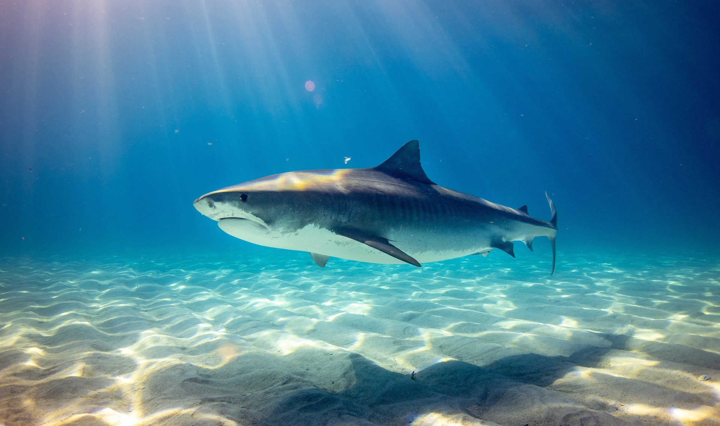 Des requins accros à la cocaïne jetée au large de la Floride ?
