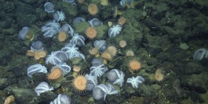 Les scientifiques savent enfin pourquoi cet endroit mystérieux dans l’océan attire des milliers de poulpes