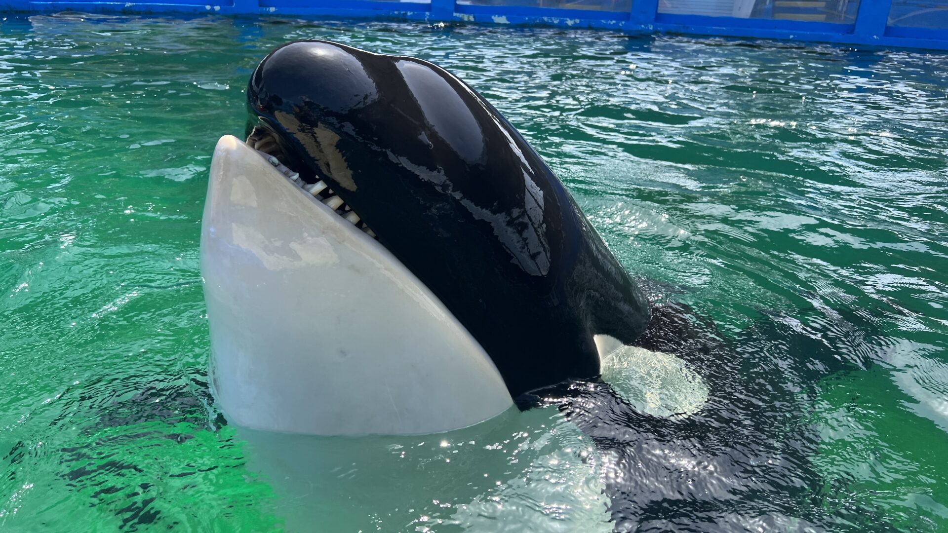 Tokitae, l’orque qui détient le triste record de captivité est morte avant d’avoir pu rejoindre le Pacifique