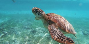 Les tortues marines utilisent les champs magnétiques de la Terre et la biologie quantique pour s’orienter