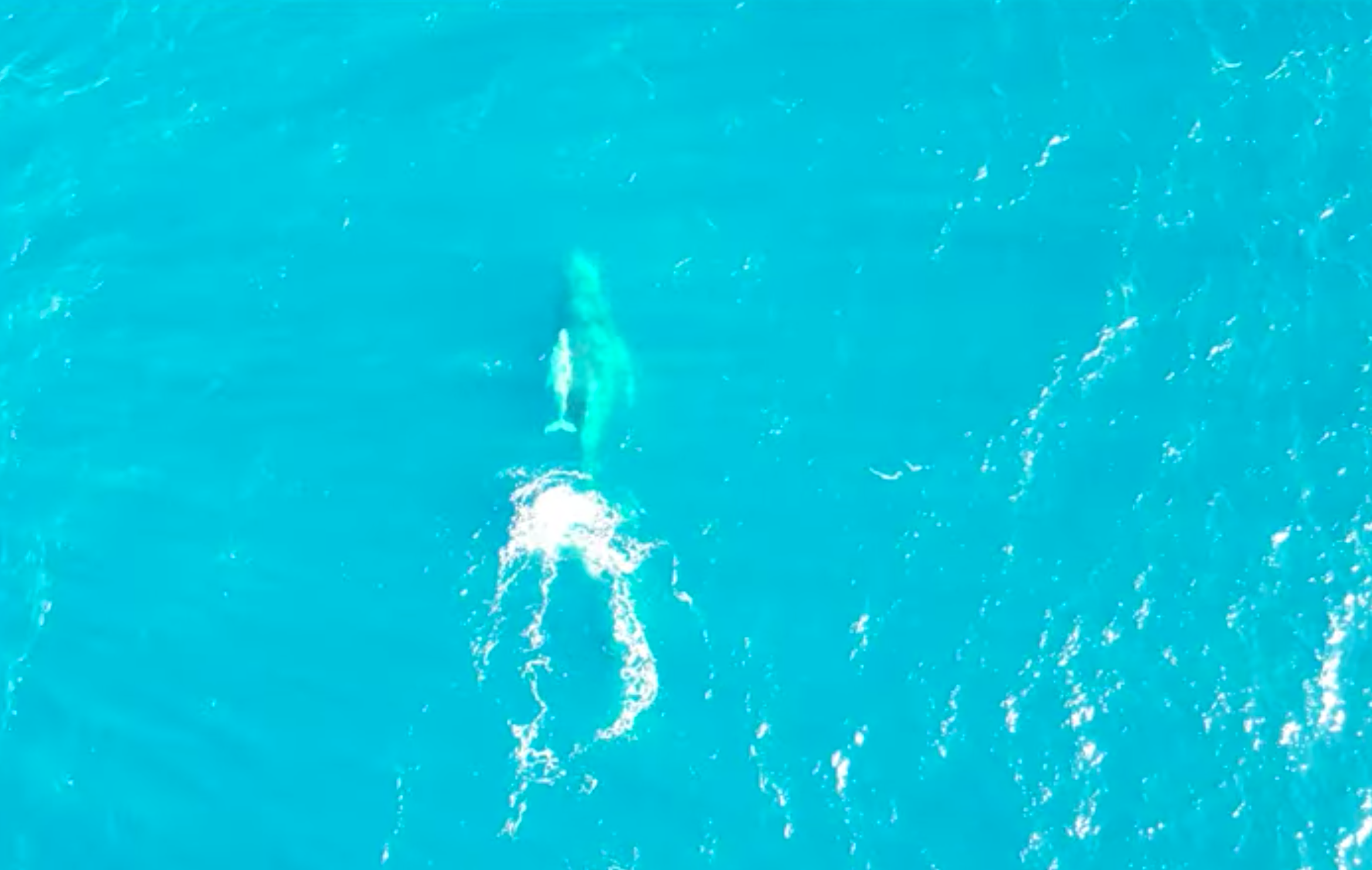 Vidéo : découvrez ce rare baleineau blanc à bosse filmé au large de l’Australie