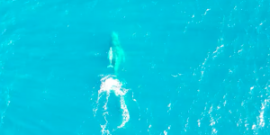 Vidéo : découvrez ce rare baleineau blanc à bosse filmé au large de l’Australie