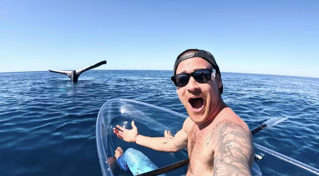 Vidéo : un homme partage les images rarissimes d’une queue de baleine à bosse dressée hors de l’eau