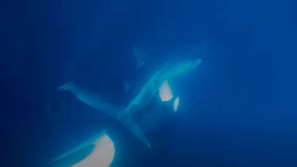 Vidéo : Voici le spectacle effroyable d’une orque dévorant le foie d’un requin-baleine en quelques secondes