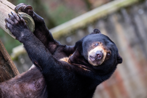 Vidéo – Le zoo chinois l’affirme : son ours n’est pas un humain en costume