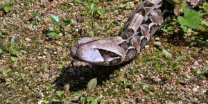 La vipère du Gabon possède les crochets les plus longs de tous les serpents venimeux de la planète