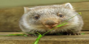 Pourquoi les wombats font-ils des crottes carrées ?