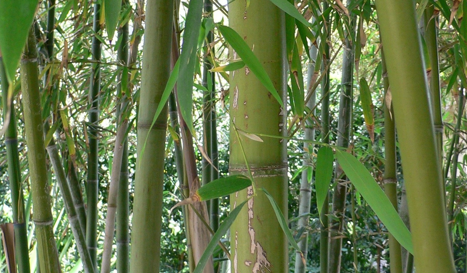 Cette espèce de bambou qui fleurit tous les 120 ans est un mystère pour les chercheurs