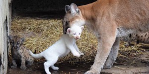 Évènement rarissime : un bébé puma albinos est né dans un zoo au Nicaragua