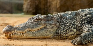Une femelle crocodile s’est reproduite sans fécondation