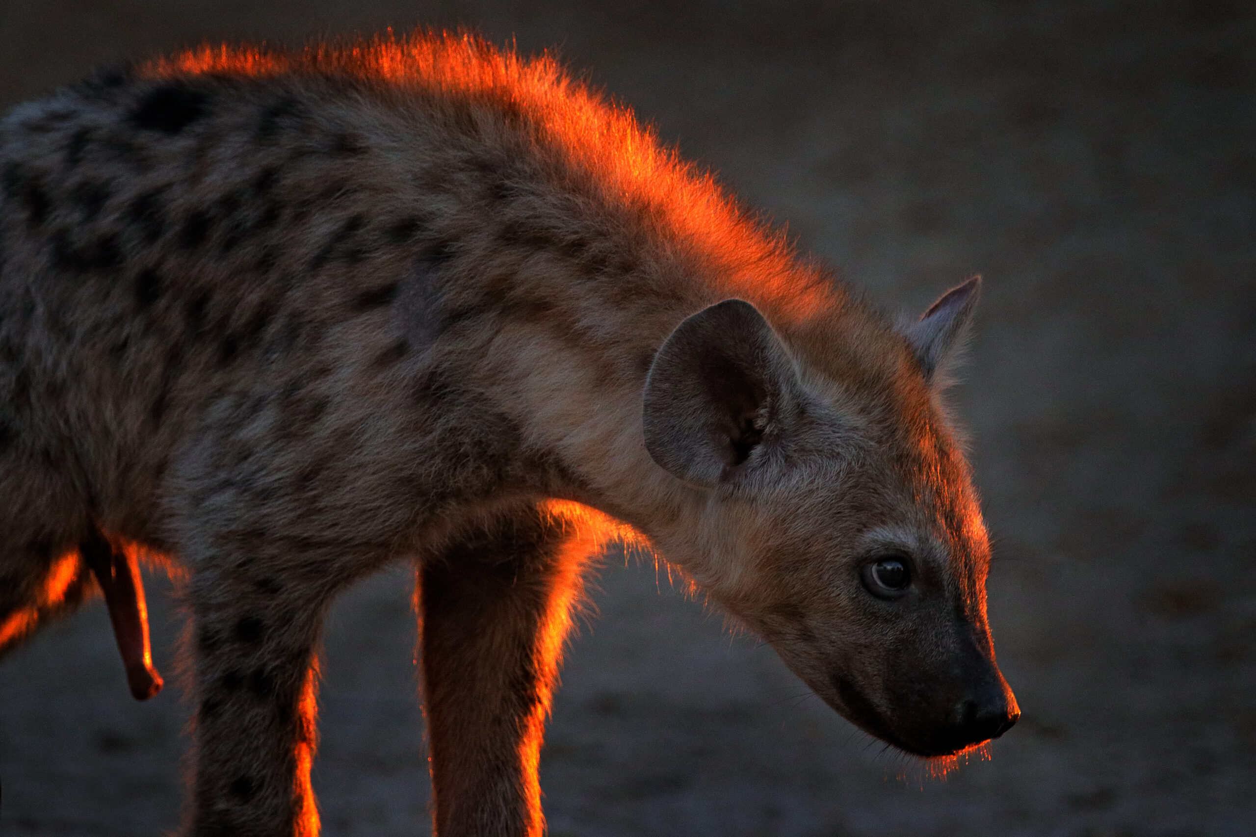 Pourquoi la femelle hyène tachetée a-t-elle un pénis ?