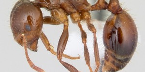 La fourmi de feu invasive est arrivée en Europe : pourquoi est-elle tant redoutée pour l’environnement ?