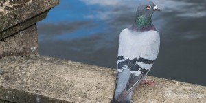 La génétique à l’origine de la variété de becs des pigeons domestiques