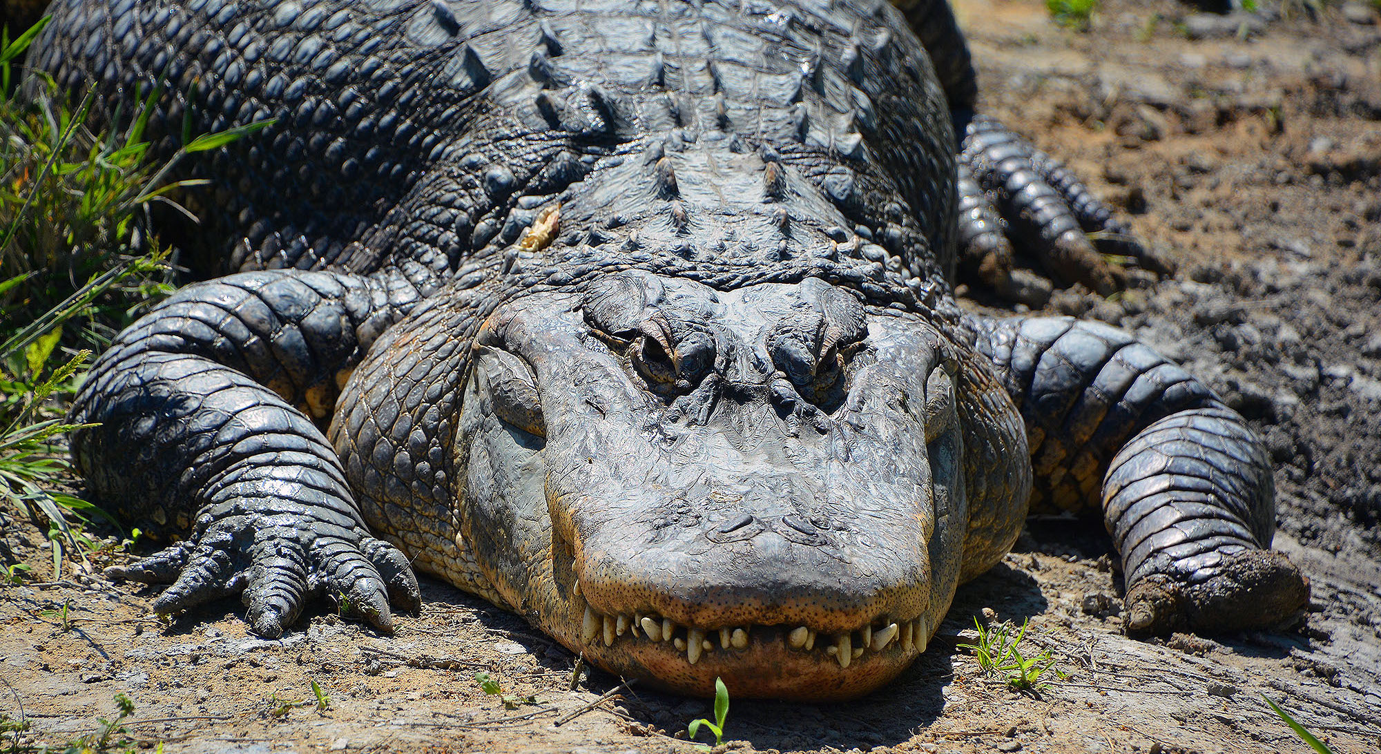 Un gigantesque alligator de 90 ans capturé en Floride pesait plus de 400 kg